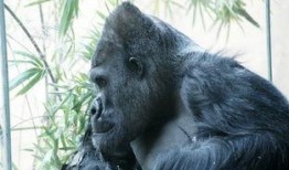 金刚哥被爆料视频大全最新,揭秘网络红人背后的真相